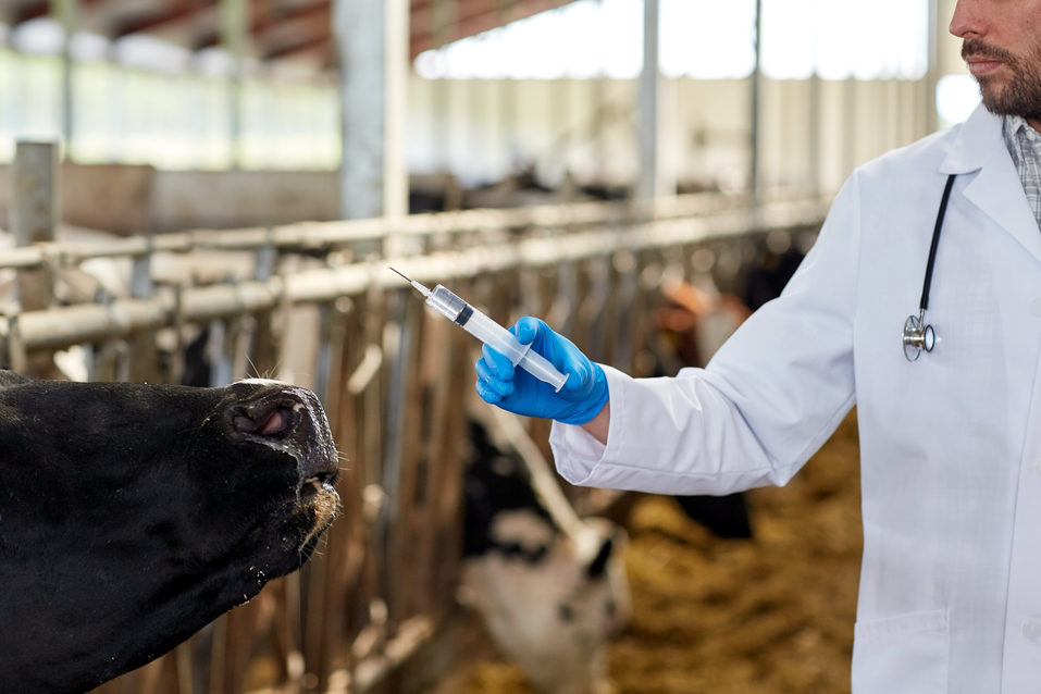 Vigilancia e impacto de las resistencias a los antibioticos en ganadería