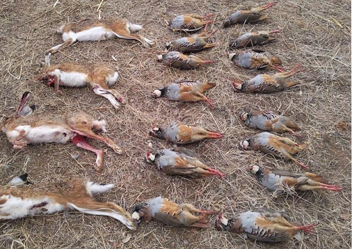 Inspección post morten Lesiones especificas en caza mayor y menor