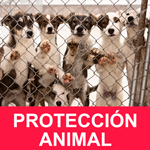 PROTECCIÓN ANIMAL